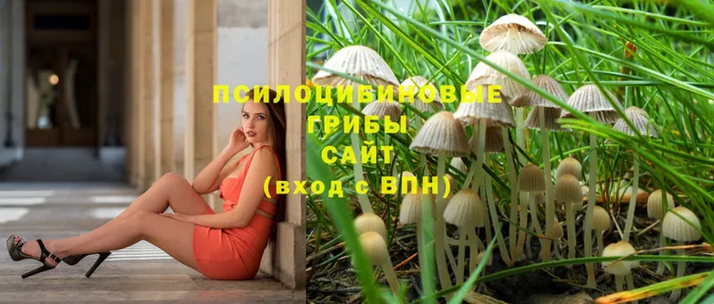 Галлюциногенные грибы Cubensis  дарк нет состав  Вельск 